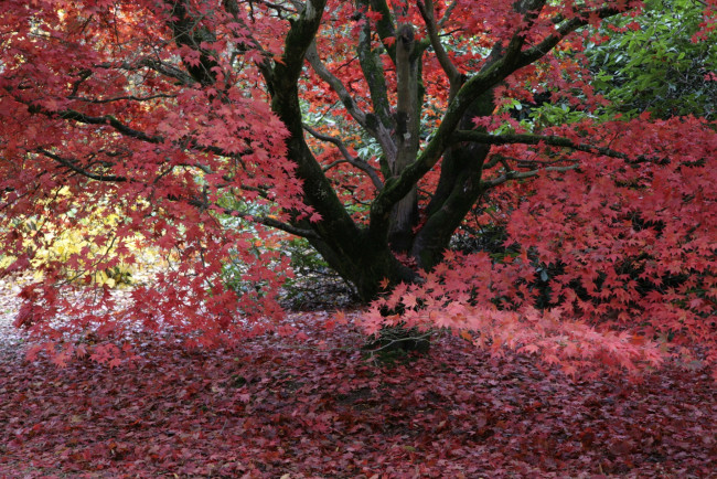Обои картинки фото природа, деревья, окрас, листья, дерево, осень