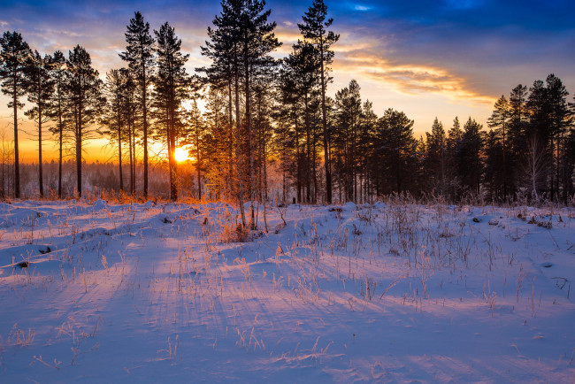 Обои картинки фото природа, зима, закат, лес, снег