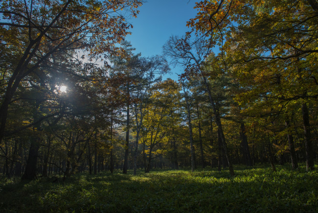 Обои картинки фото природа, лес, осень, лучи, деревья