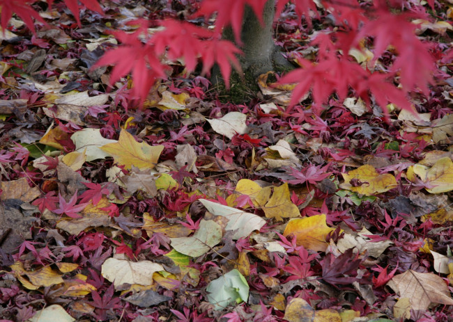 Обои картинки фото природа, листья, окрас, осень