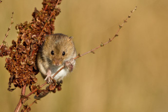 Картинка животные крысы +мыши мышь травинка