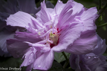 Картинка цветы лаватера лепестки цветок сиреневый капли