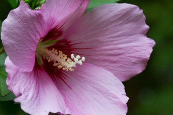 Картинка цветы лаватера сиреневый лепестки цветок макро