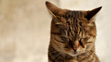 Картинка животные коты зажмурилась кошка ушки