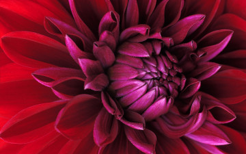 Картинка цветы георгины лепестки макро красный георгин