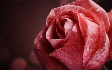 Картинка цветы розы макро роса вода капли розовая роза