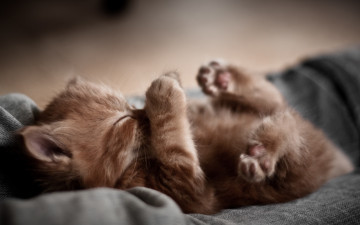 Картинка животные коты сон котенок рыжий лапы