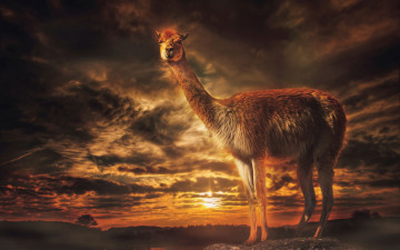 Картинка животные ламы обработка лама llama view