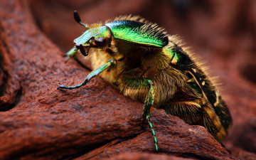 Картинка животные насекомые боке камень насекомое