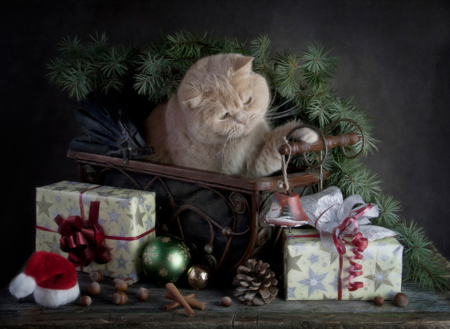 Обои картинки фото животные, коты, кошка, подарки, с, праздником, merry, christmas