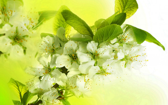 Обои картинки фото цветы, цветущие деревья ,  кустарники, flowers, spring, petals, white, blossoms, apple, tree, цветение, весна, beauty, лепестки, белые, яркие, яблоня, красота, ветки, листья