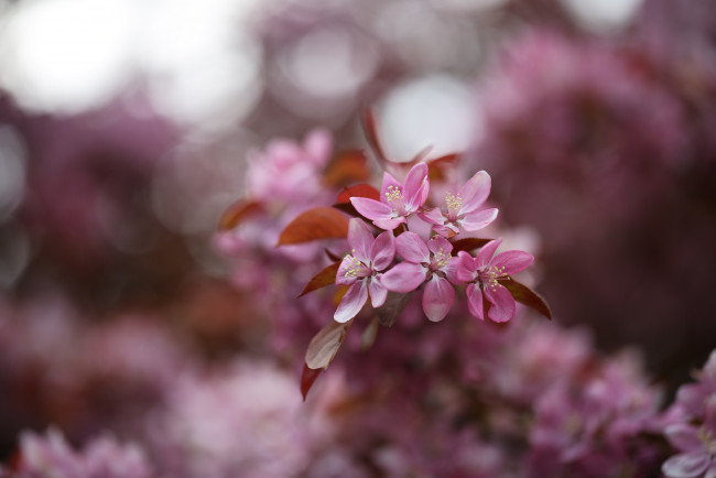Обои картинки фото цветы, цветущие деревья ,  кустарники, розовые, макро