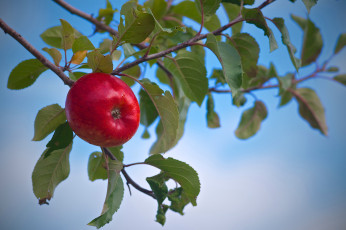 Картинка природа плоды яблоко ветка