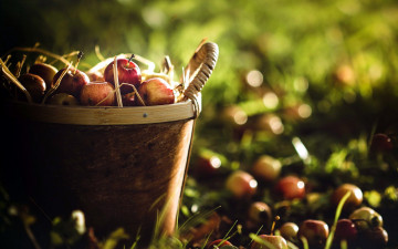 Картинка еда Яблоки яблоки фрукты