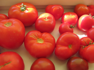 Картинка еда помидоры урожай томаты