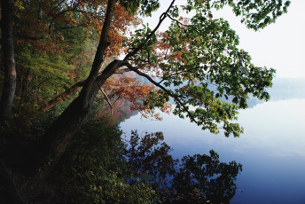 Картинка природа побережье деревья берег озеро осень