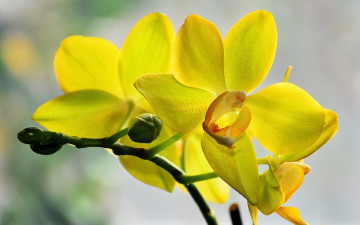 обоя цветы, орхидеи, желтый
