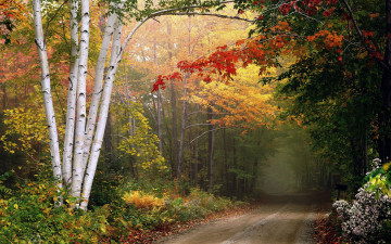 обоя природа, дороги, дорога, деревья, осень, листопад