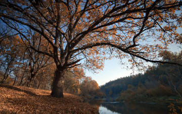 Картинка природа реки озера река деревья осень