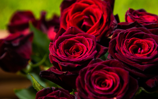 Обои картинки фото цветы, розы, бордо, бутоны