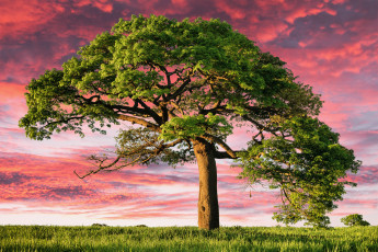 Картинка природа деревья одинокое дерево эстетика закат пейзаж