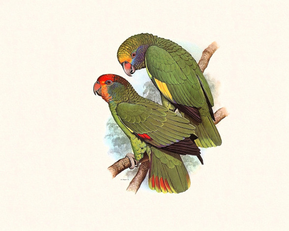 Обои картинки фото рисованное, животные,  птицы,  попугаи, попугаи, зеленые, ветка, пара