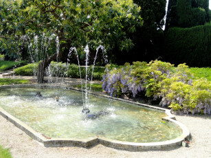 Картинка природа парк кусты глициния фонтан вода