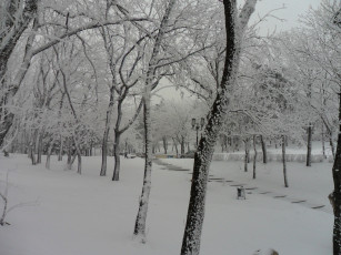 обоя природа, зима, деревья, снег, день