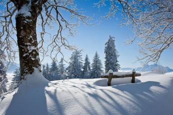 обоя природа, зима, деревья, снег