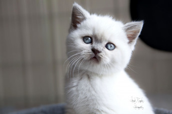 Картинка животные коты котенок пушистый белый