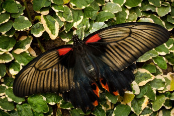 Картинка животные бабочки листья крылья пестрый