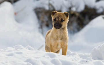 Картинка животные собаки собака зима снег прогулка
