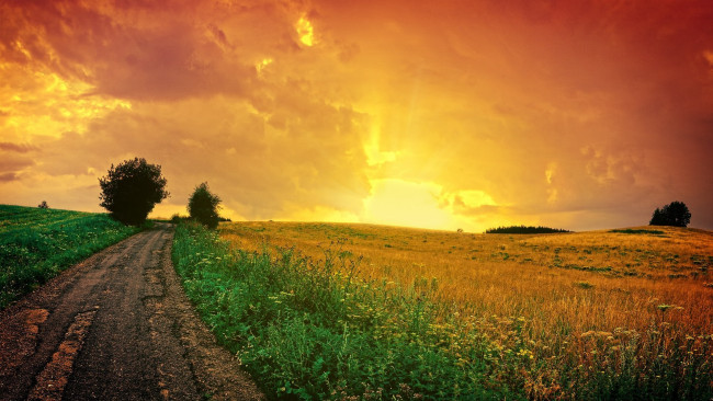 Обои картинки фото природа, дороги, закат, кусты, дорога, поле