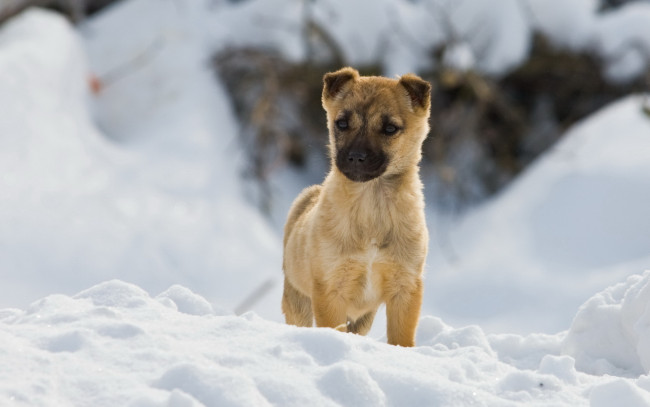 Обои картинки фото животные, собаки, собака, зима, снег, прогулка