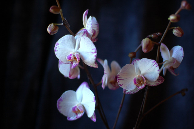 Обои картинки фото цветы, орхидеи, ветки, бутоны