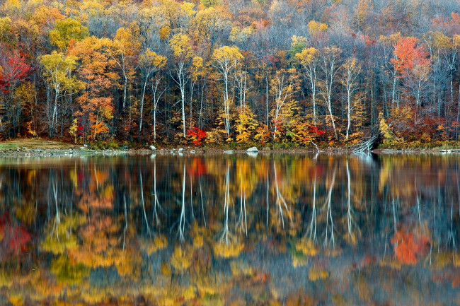 Обои картинки фото природа, реки, озера, осень, лес, разноцветный, отражение