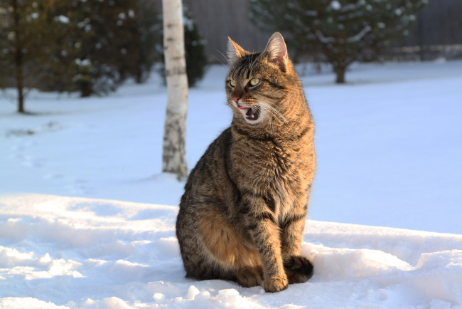 Обои картинки фото животные, коты, зима, снег, кошка