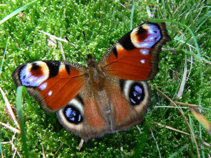 Картинка животные бабочки трава бабочка