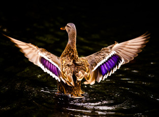 Картинка животные утки озеро спина крылья утка