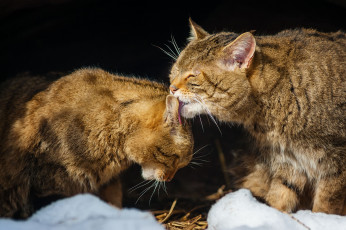 Картинка животные дикие кошки чувства нежность