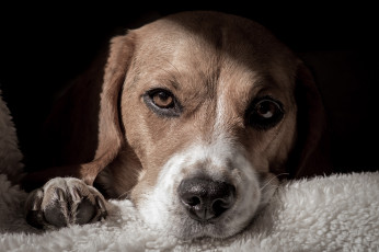 Картинка животные собаки взгляд морда нос лапа