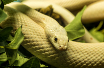 Картинка животные змеи питоны кобры чешуя глаз