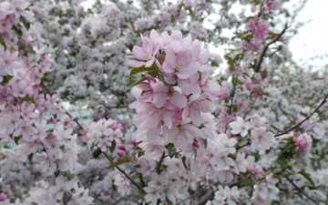 Картинка цветы цветущие деревья кустарники ветка яблоня васна
