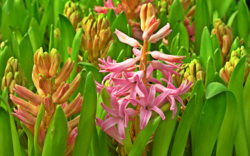 Картинка цветы гиацинты лепестки весна