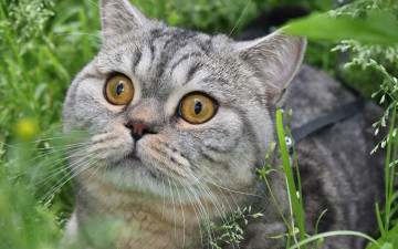 Картинка животные коты кот трава морда глазища шотландский