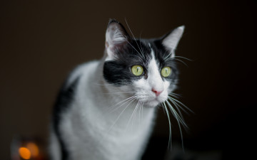 Картинка животные коты взгляд фон кошка