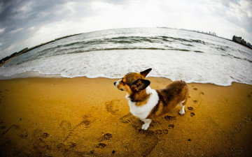 Картинка животные собаки собака река песок