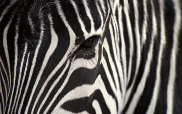 Картинка животные зебры зебра полосы морда глаз
