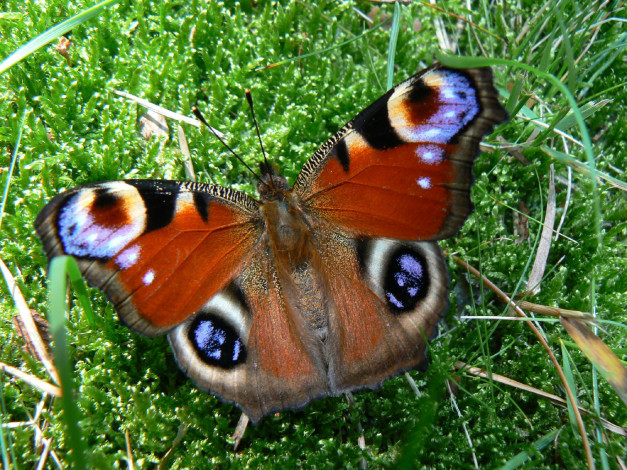 Обои картинки фото животные, бабочки, трава, бабочка