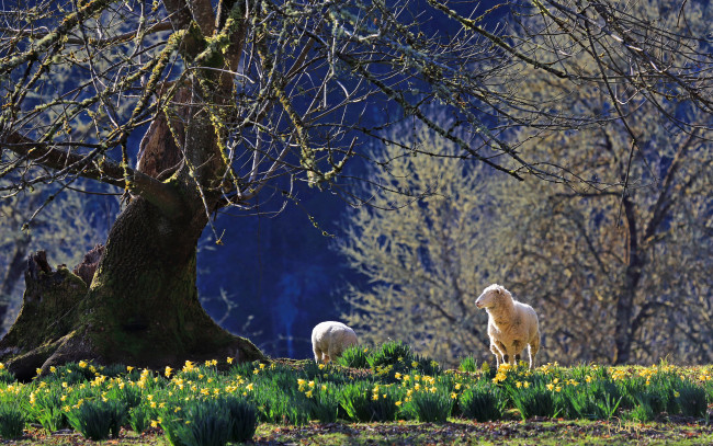 Обои картинки фото животные, овцы, бараны, нарциссы, деревья, весна, цветы